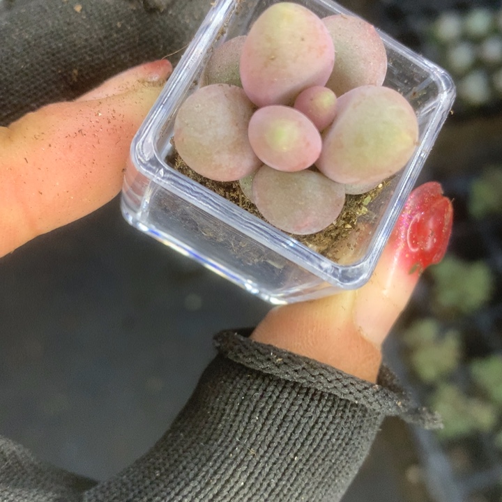 糖果 带盆。（满9.99包邮不满9.99发叶子）