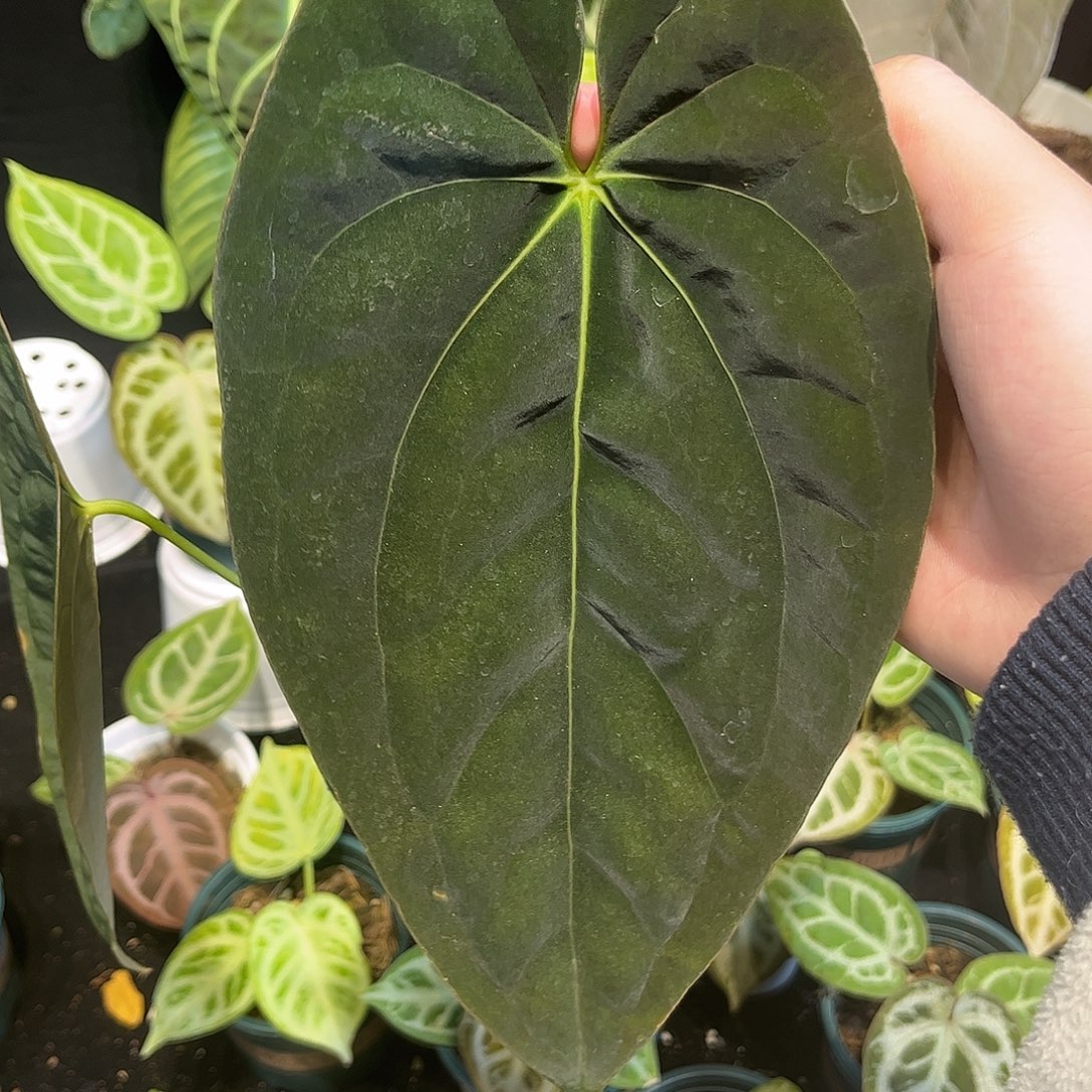 不开花植物加通湖papi