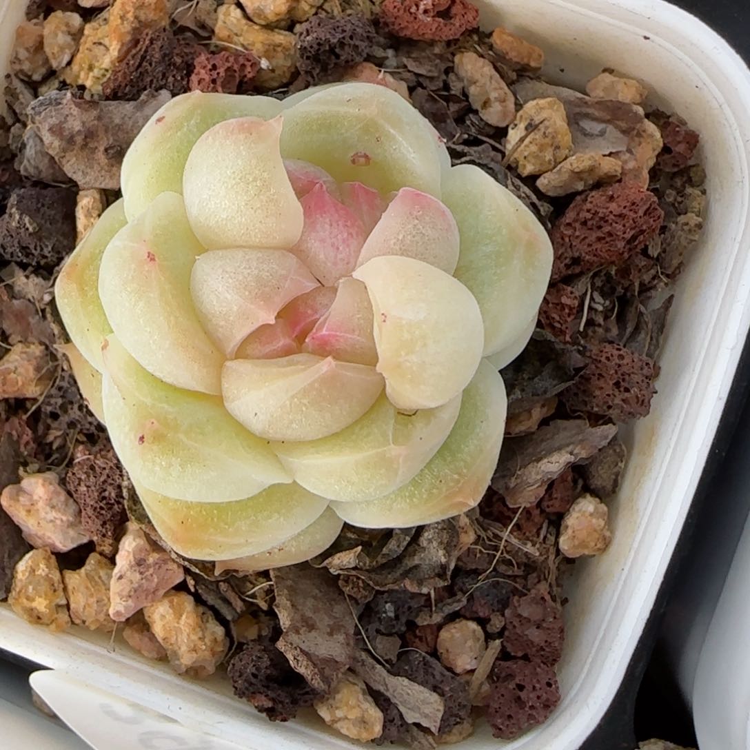 花语逸境0222-394