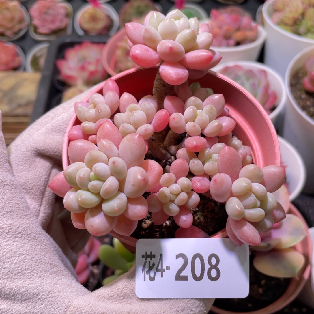 花利美4-208洛可可