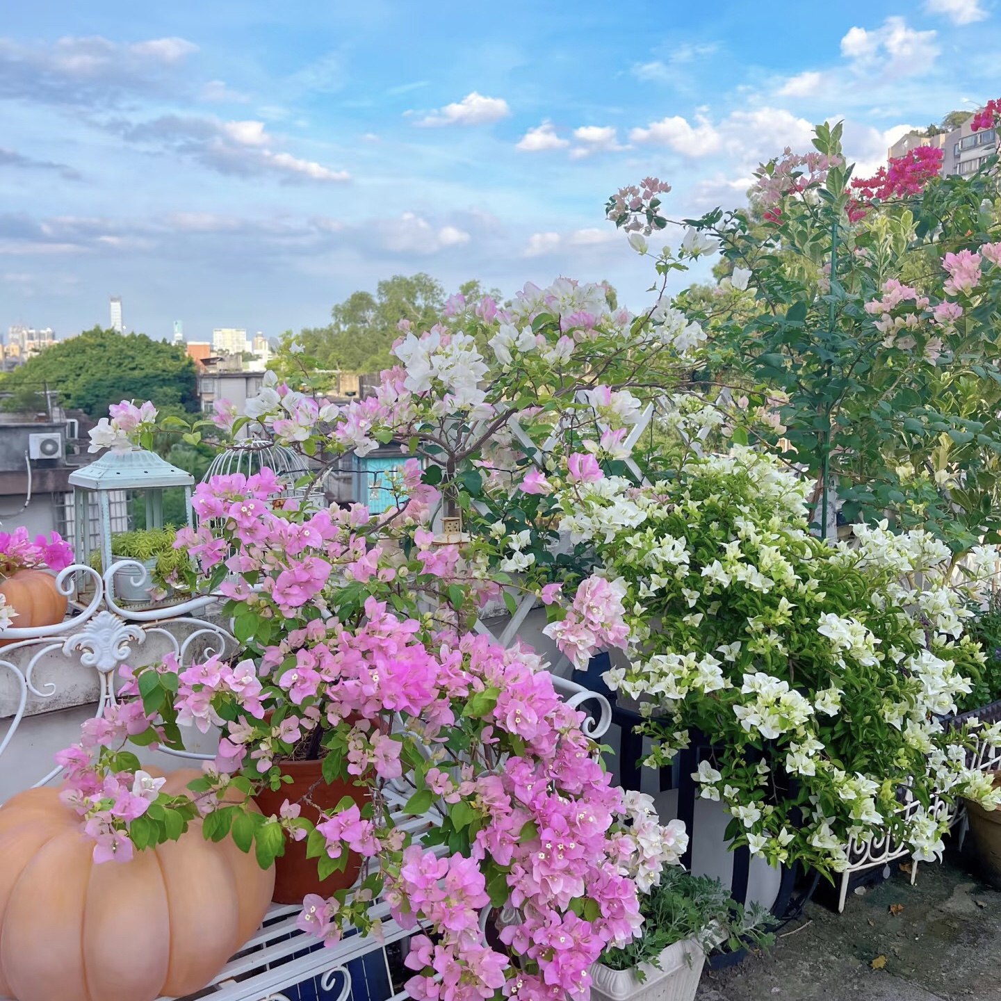 【一物一拍】三角梅勤花品种四季开花爬藤垂吊原盆原土带花顺丰包邮