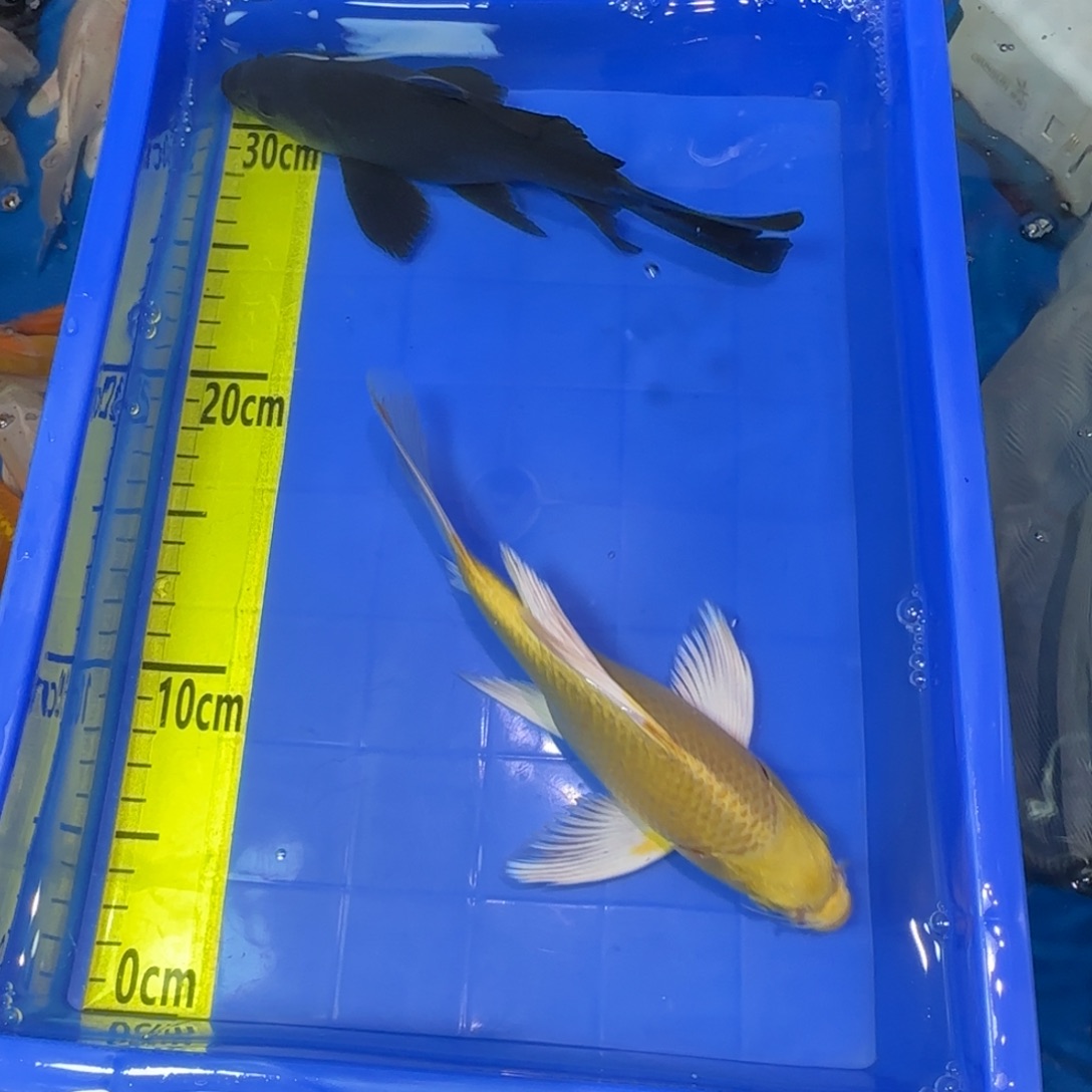 中国大陆蝴蝶鲤两条精品