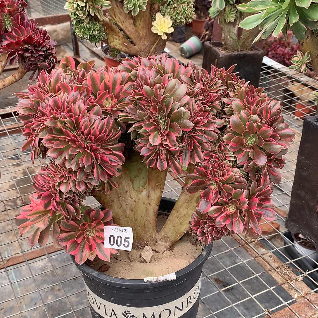 005红袖缀化缀化微瑕