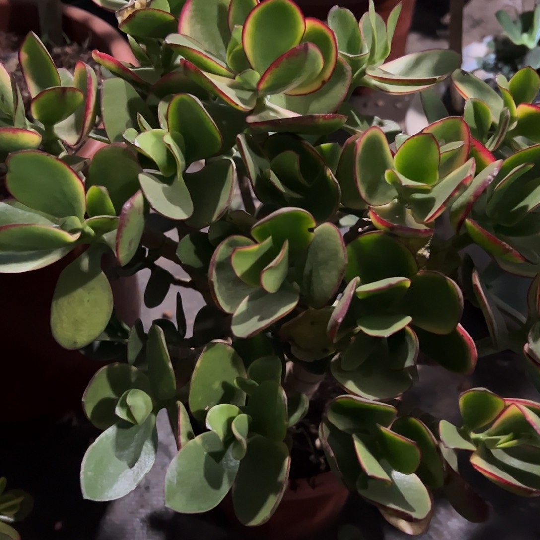 如***美稀有新花月锦带土球9944