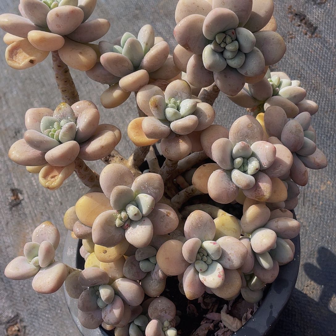 洛神，精控极致状态26.8多肉老桩