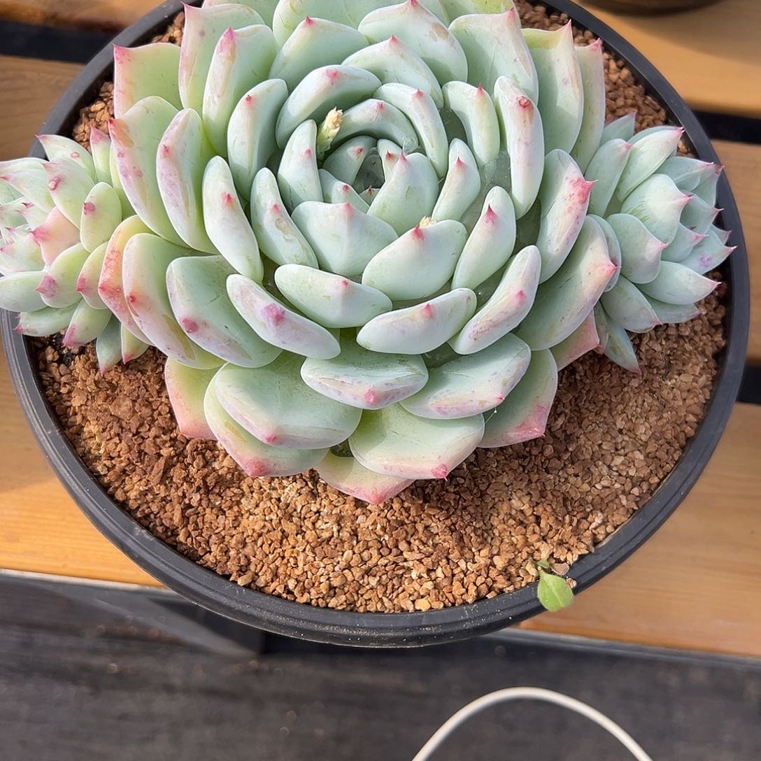 22白蜡糖。多肉。    