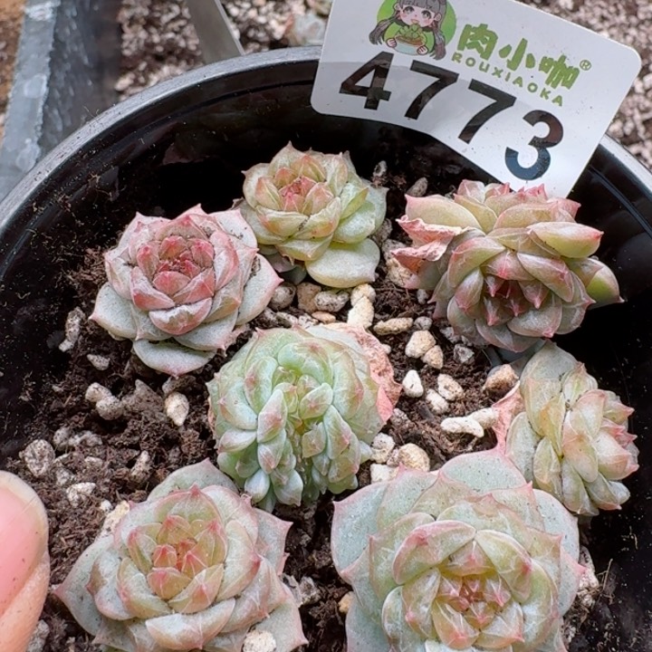 多肉植物多肉植物
