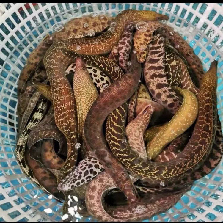 潮汕神拳一级海鳗鱼