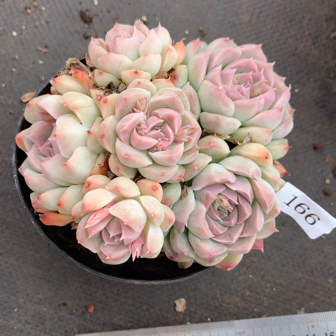 166杂交精品基地12厘米