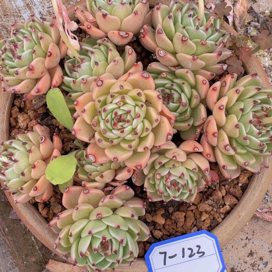 7-123杂凡艺多肉//