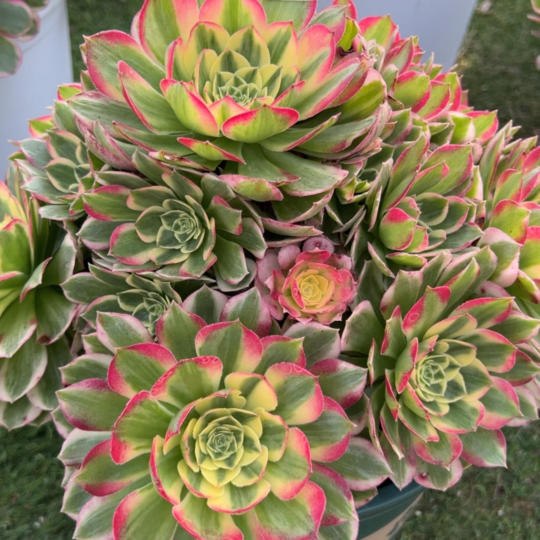 212，海鲜多肉植物法师