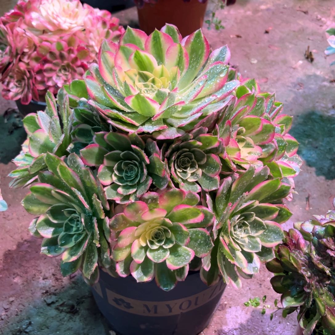 多肉植物海王545