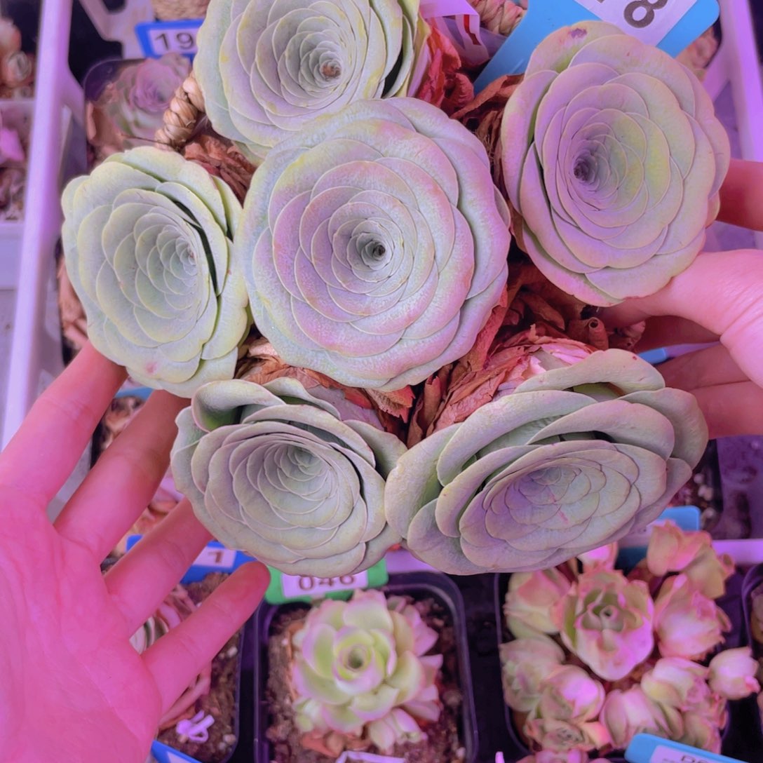 *****花篮一物一拍078号