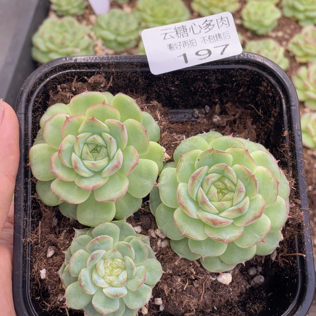 云糖心多肉植物197