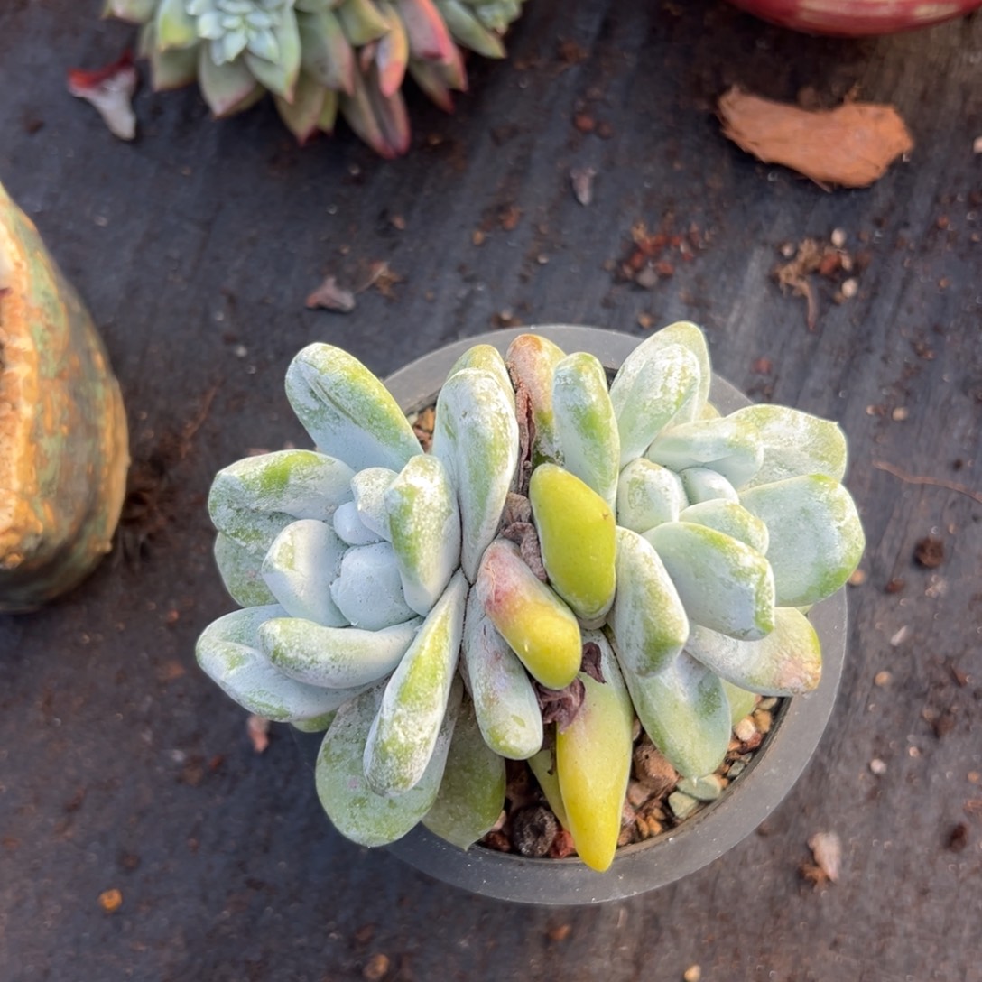 漂亮脸脸拇指～一物一拍就1667