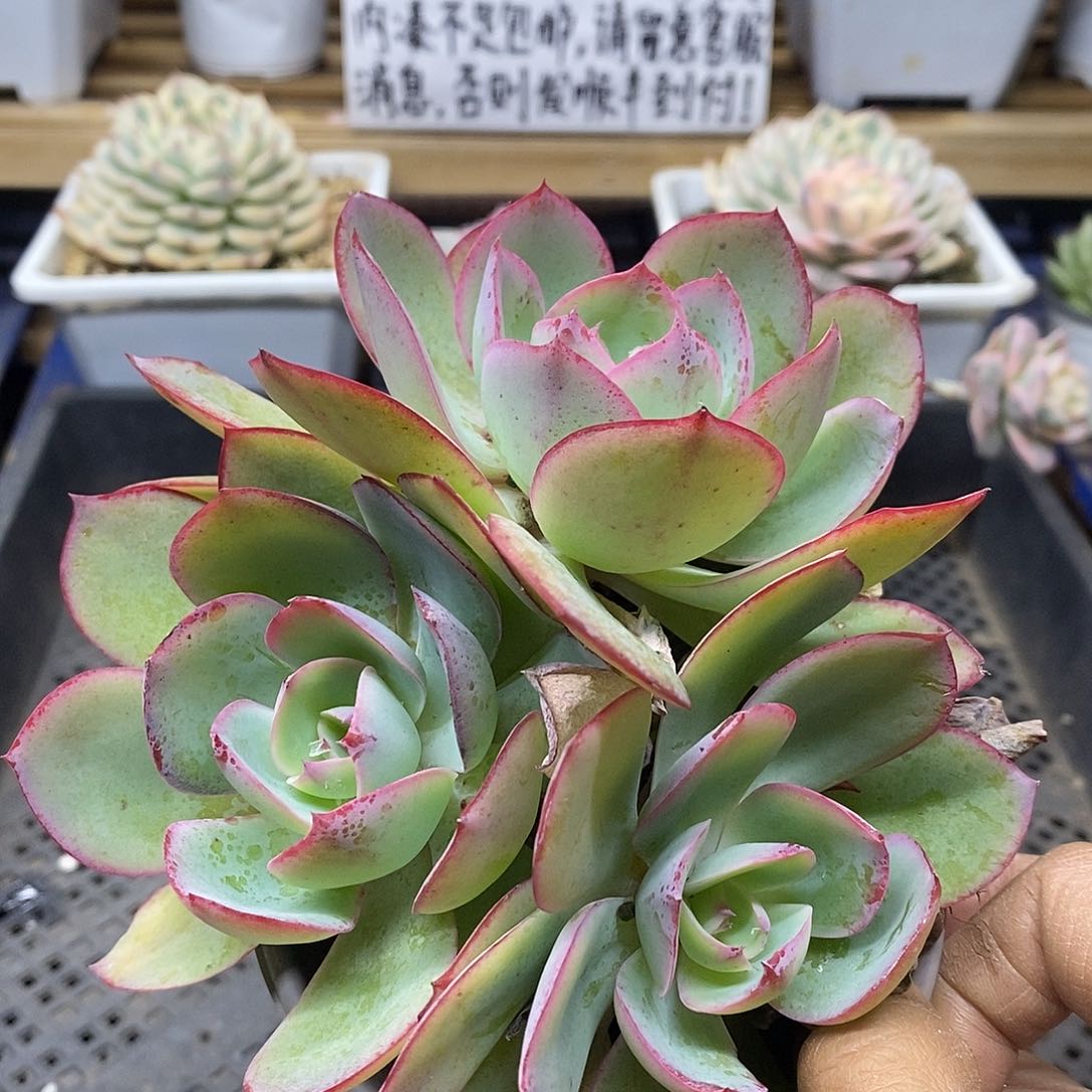 2793 霓虹灯 3 头