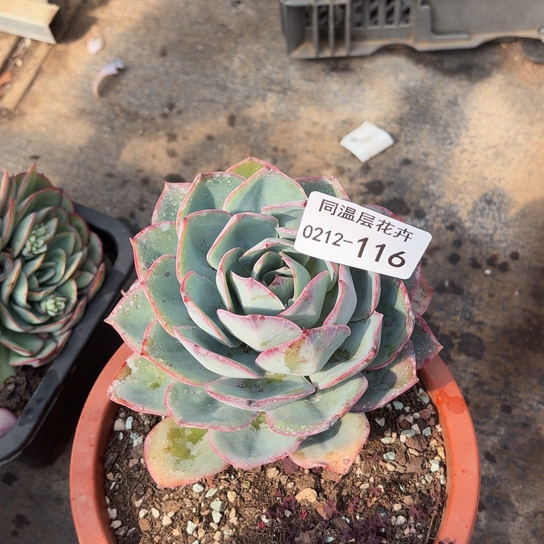 同温层多肉116蓝光