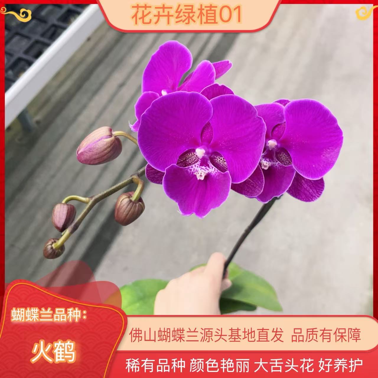 【火鹤01】蝴蝶兰带花苞基地直发.室内花.花期长.年花