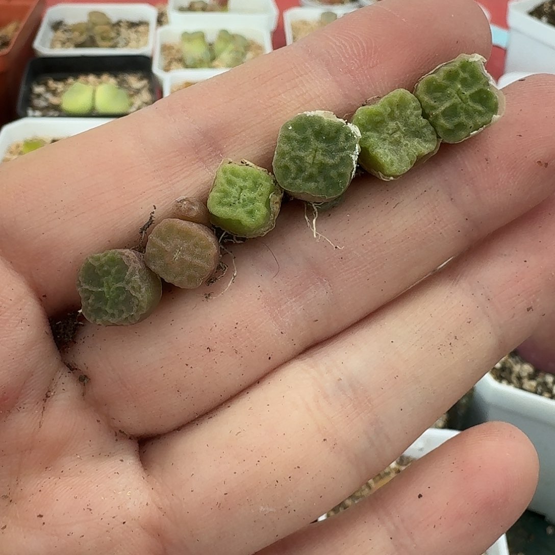 老马生石花方烧2631