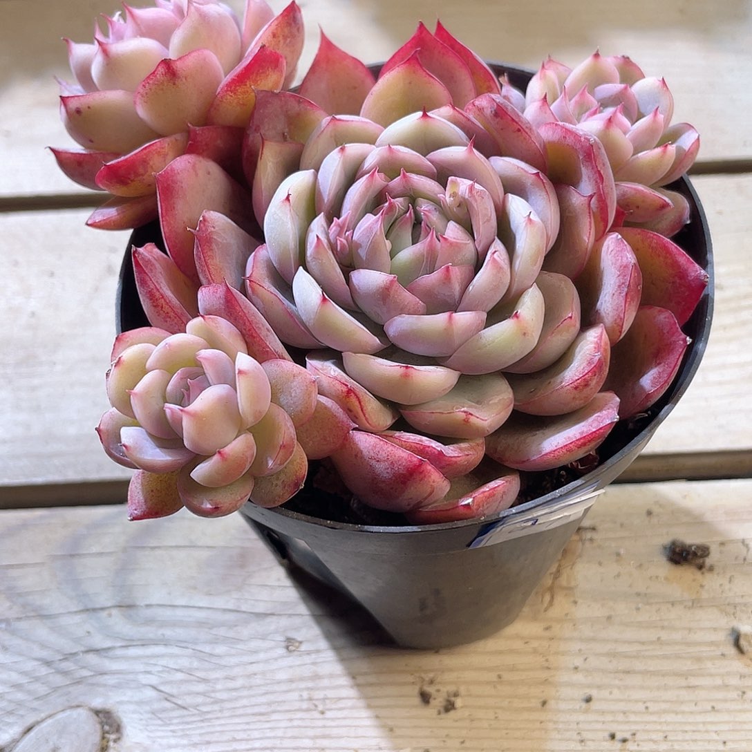 0341  贝利纳 六月六