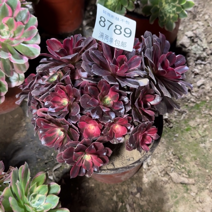 8789美杜莎多肉植物