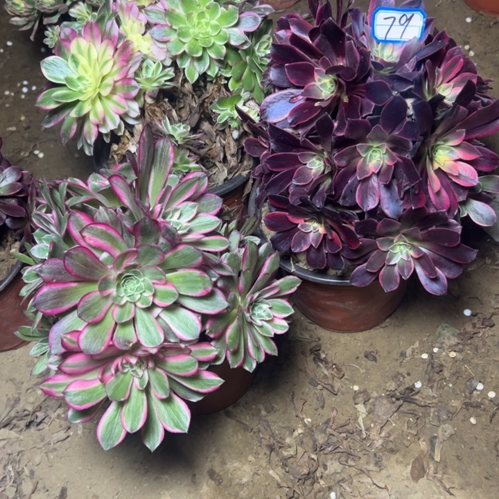 多肉植物砍过朵朵79