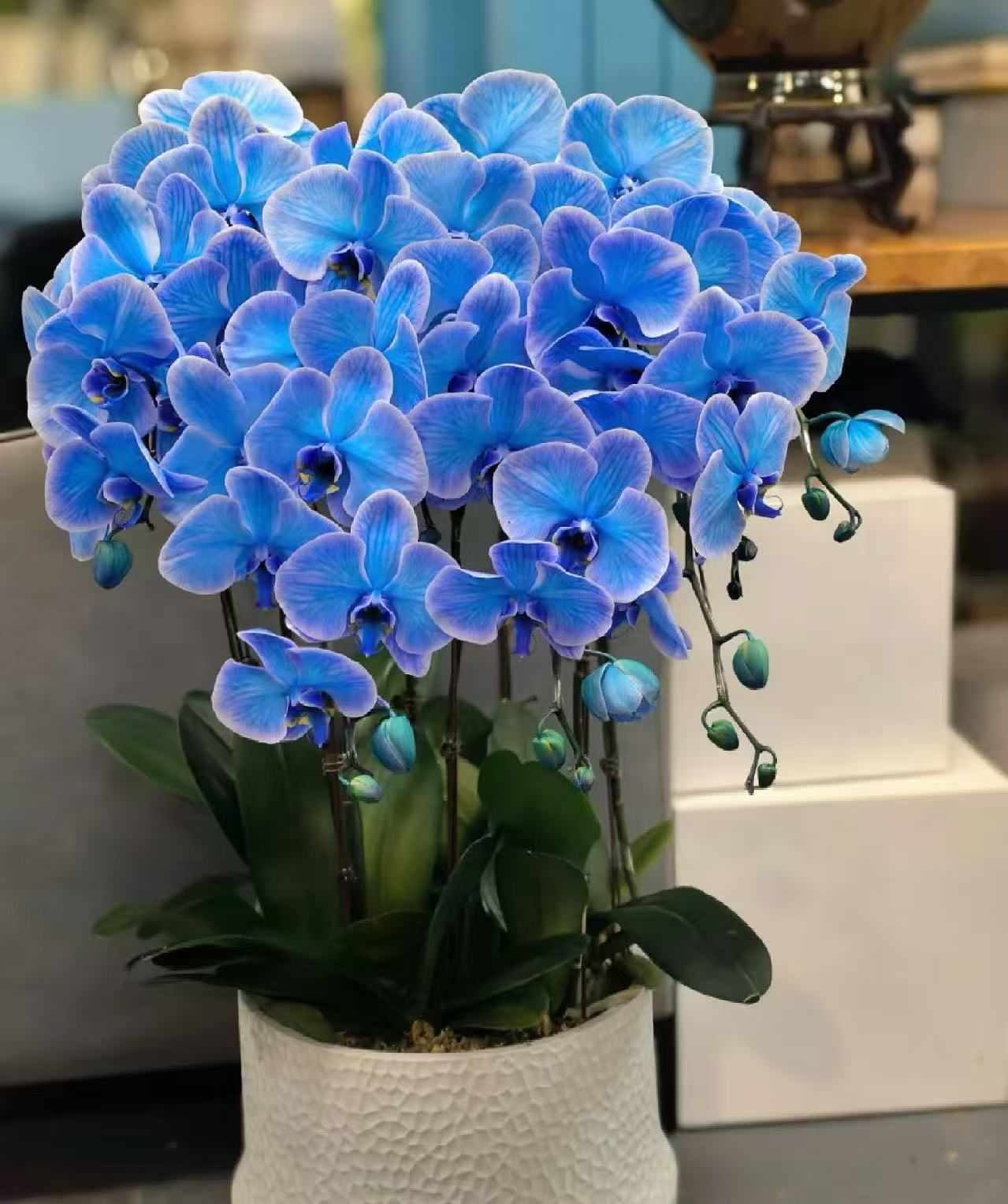 （马卡龙）荷兰进口染料吸色蝴蝶兰一颗  室内高端兰花