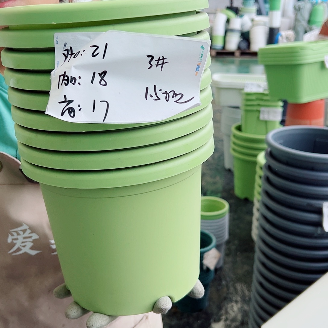 四季盆3#果绿色10个无托