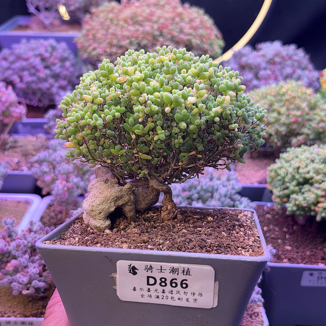 866蜜橘糖球造型桩