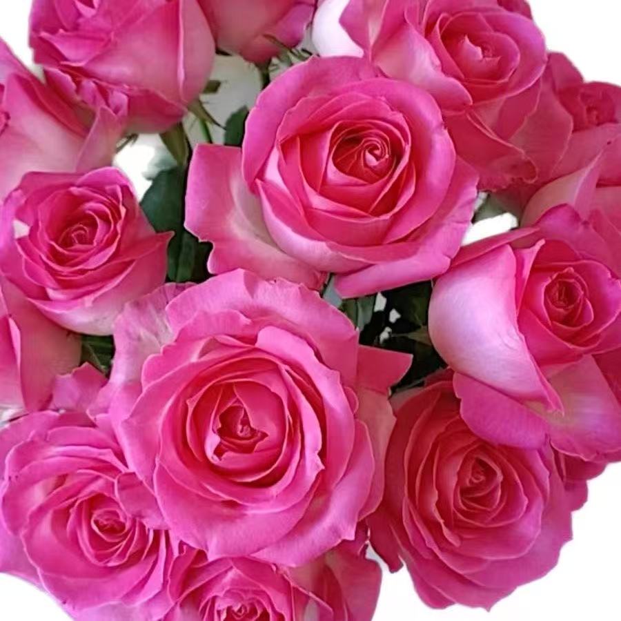 糖果雪山月季 大苗