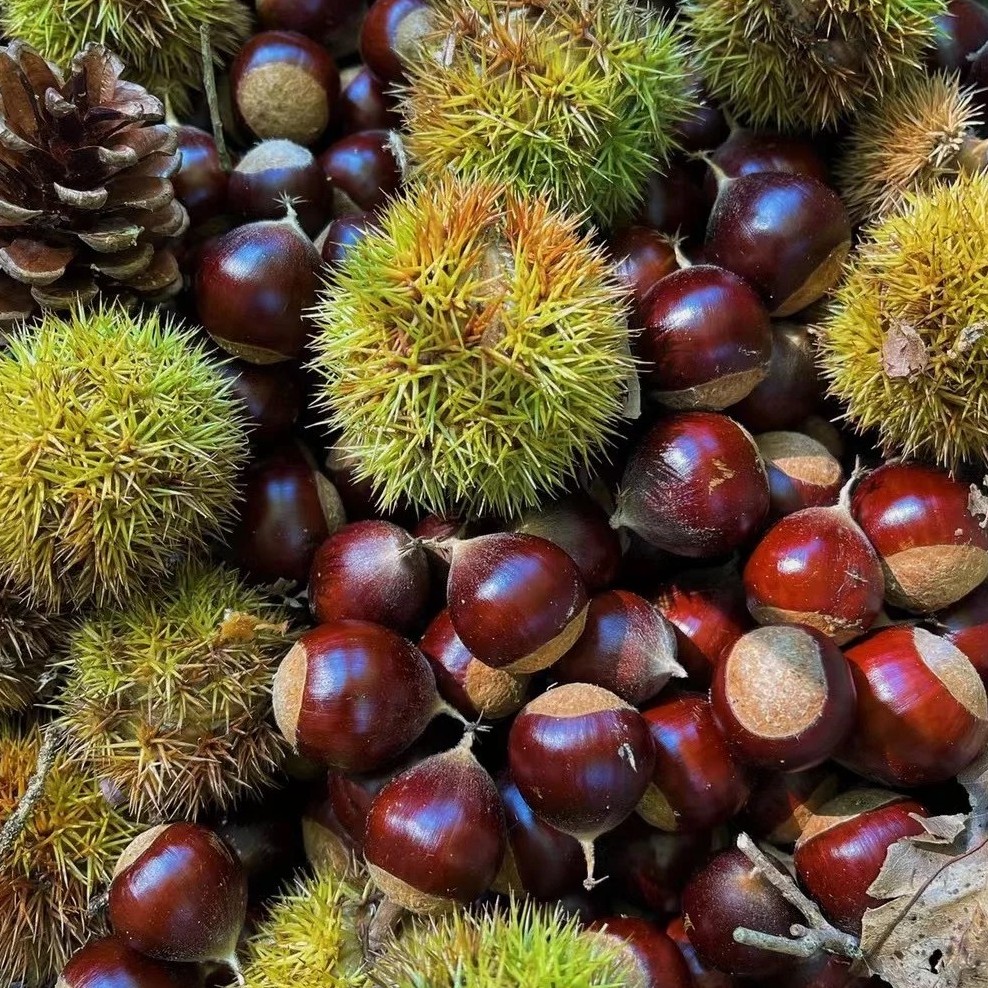 【板栗果树苗】多年生南北方阳台庭院盆栽四季种植耐寒果树苗