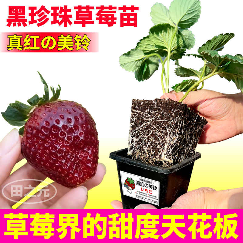 四季黑珍珠草莓秧苗红颜天使ae白黑红果原盆原土大果室内外种植