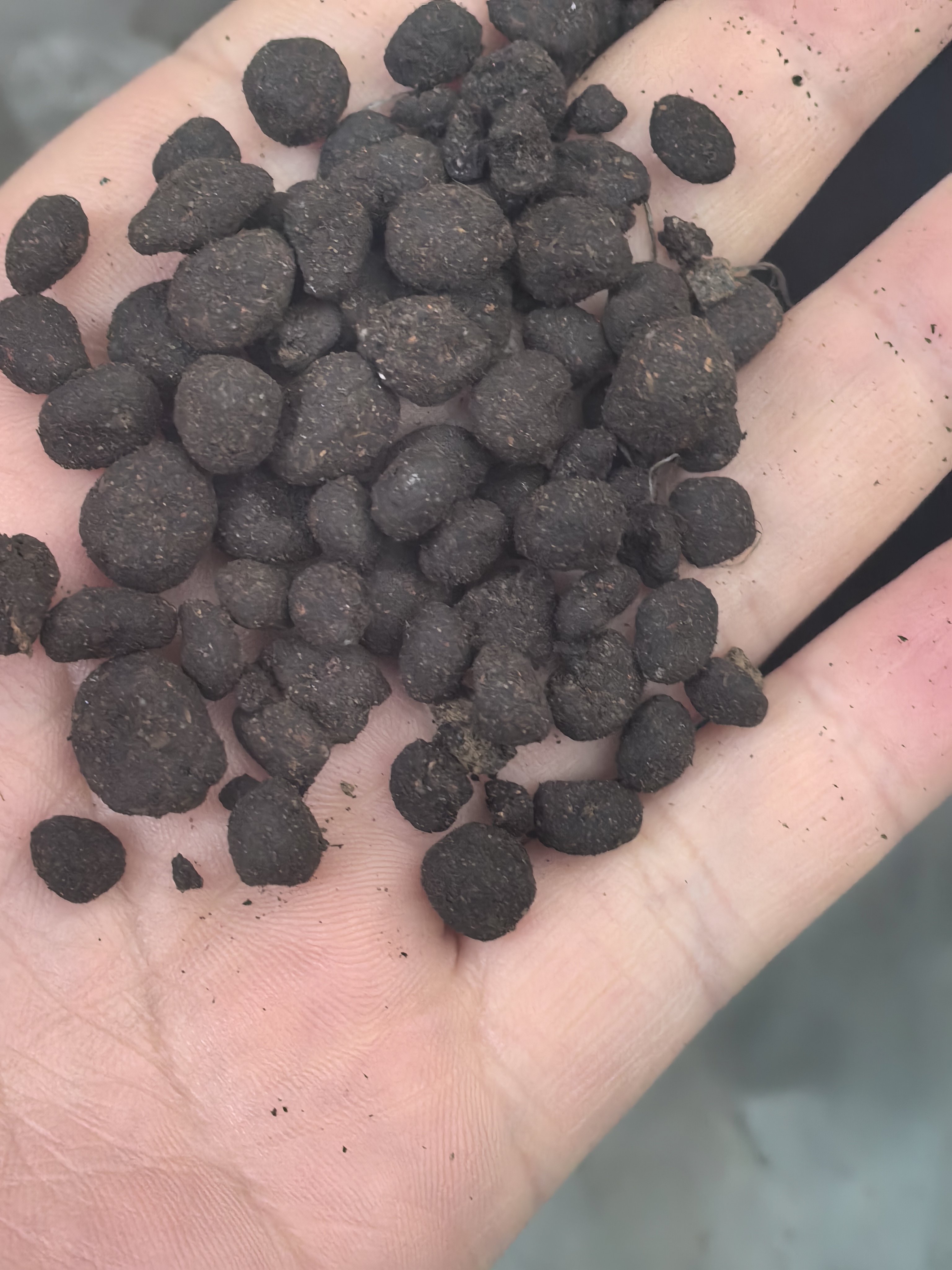 羊粪发酵腐熟在加工颗粒有机肥2斤左右