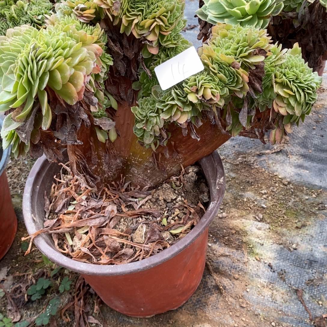 多肉植物组合拼盘14