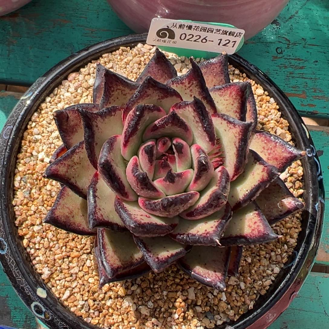 多肉一物一拍0226-121