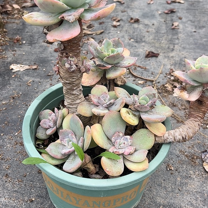 风***念694白凤脱土发货不退不换