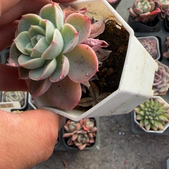 174哈密瓜多肉植物多