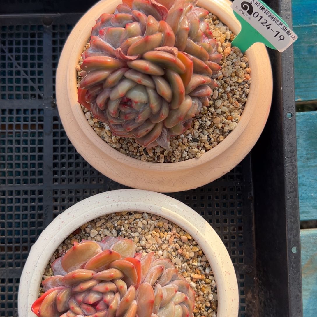 多肉一物一拍0124-19