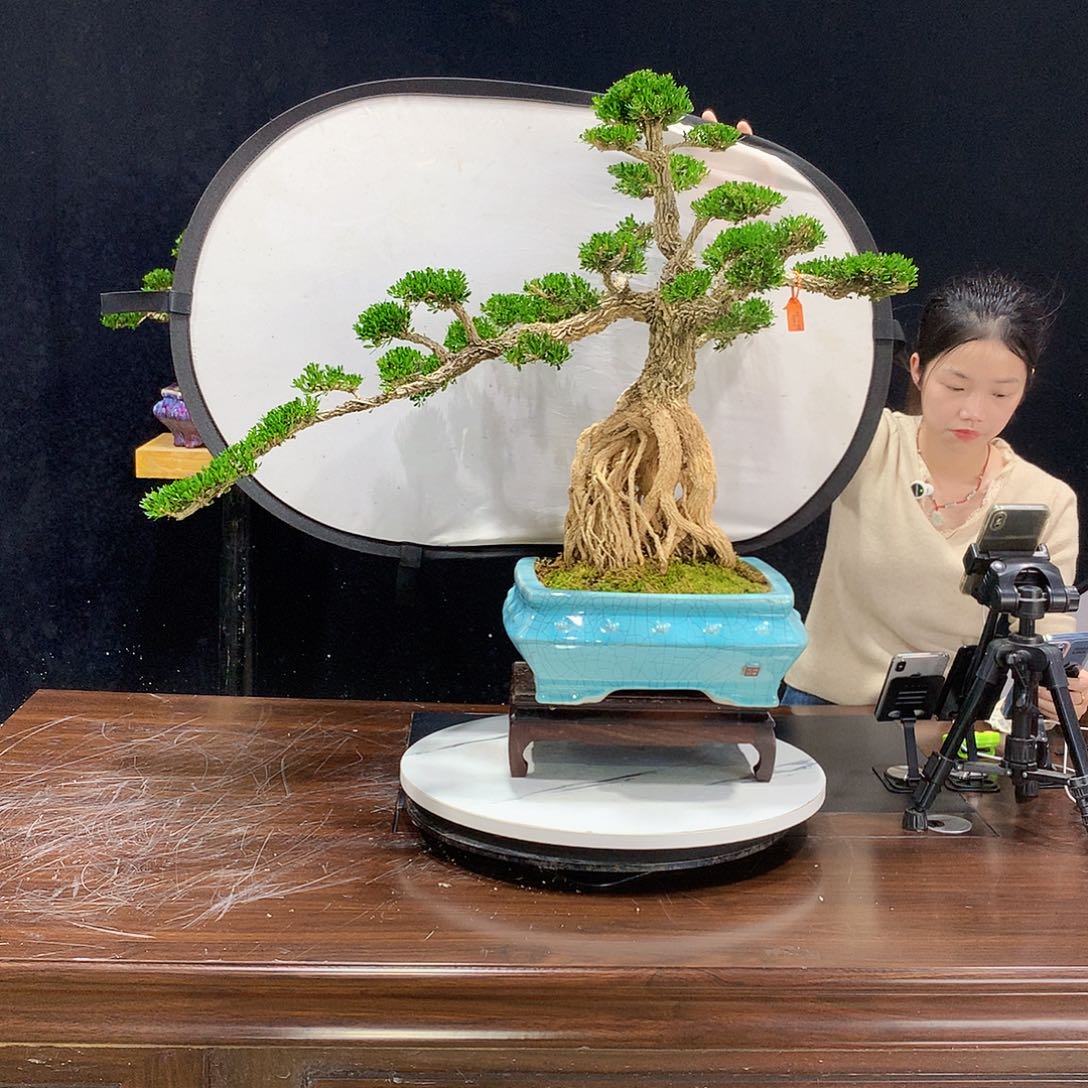 黄杨室内室外盆景