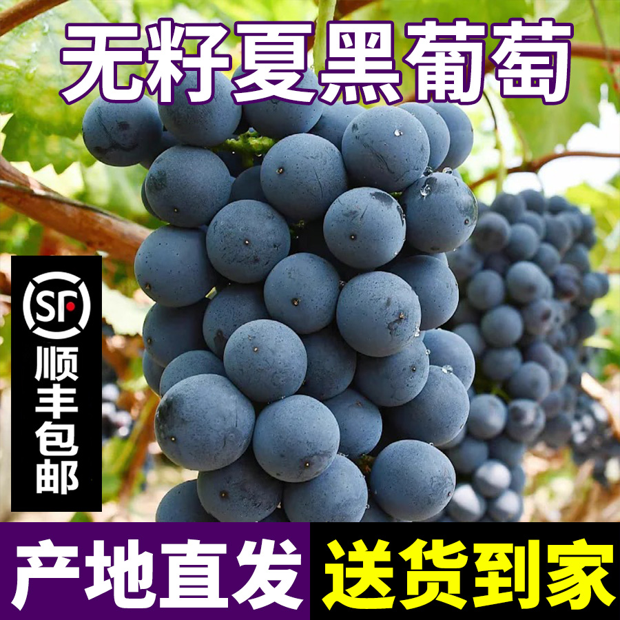 【顺丰包邮】夏黑葡萄精品大果脆甜多汁无籽葡萄新鲜应季产地直发