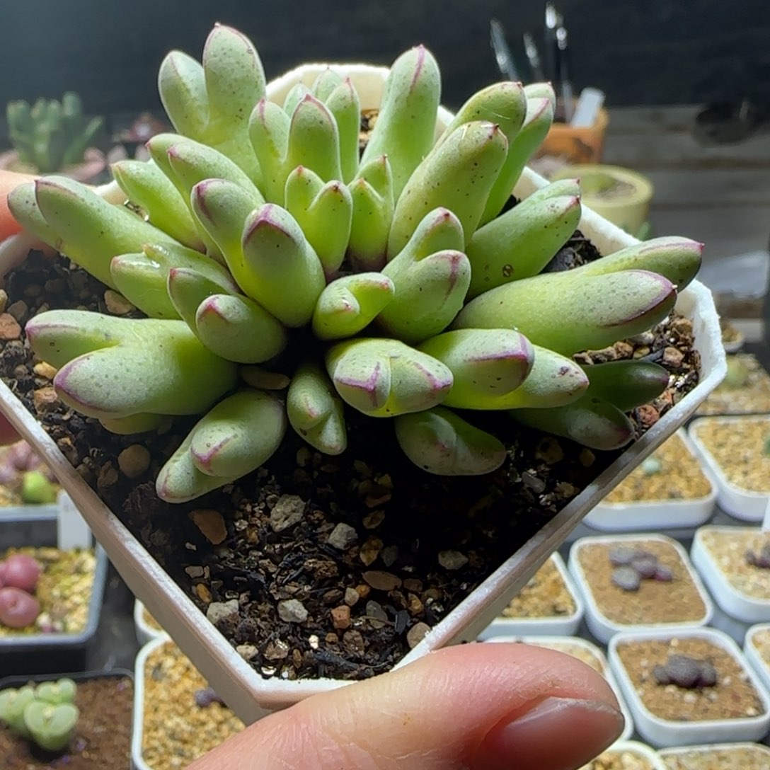 2.9号多肉985猪蹄大群27头一颗