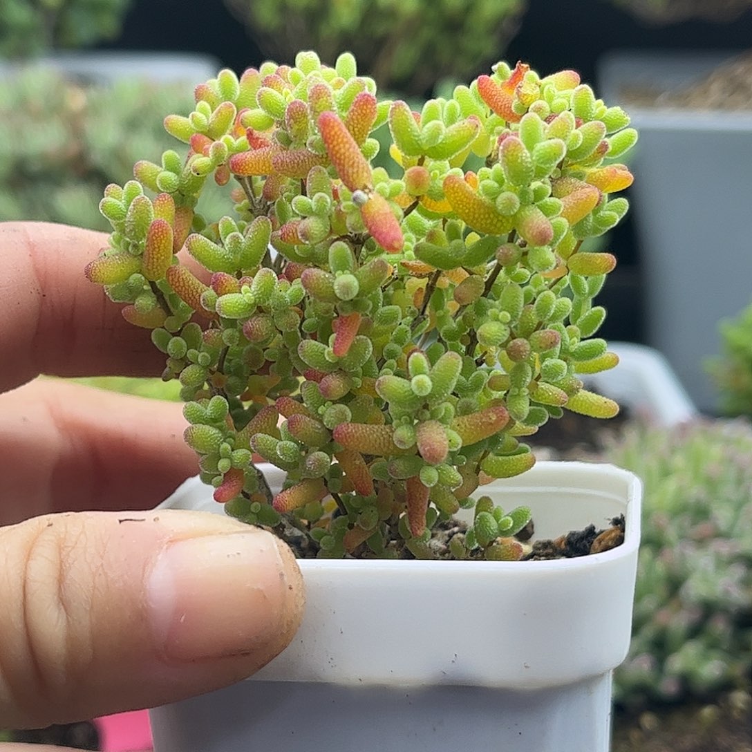 39蜜桔糖球优选枝干