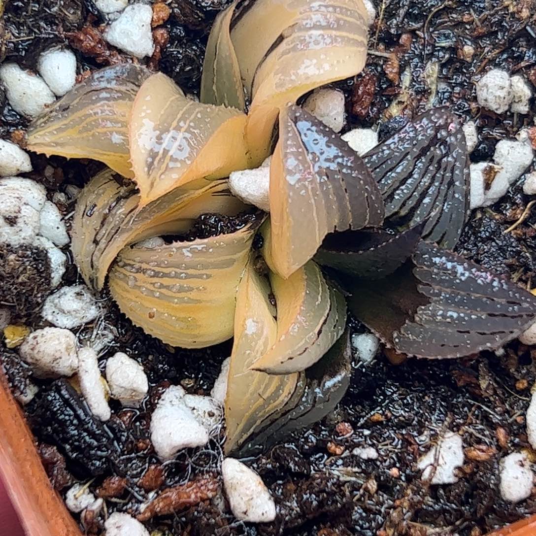 茜云锦十二卷多肉植物