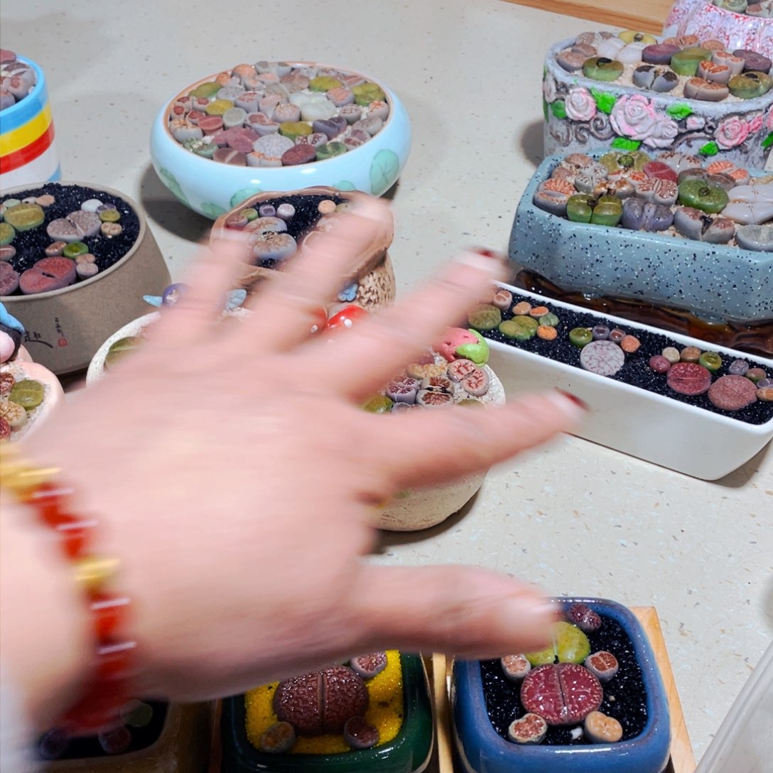 14生石花科植物花