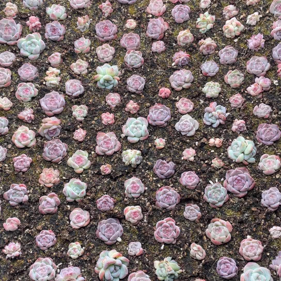 云糖心多肉植物243