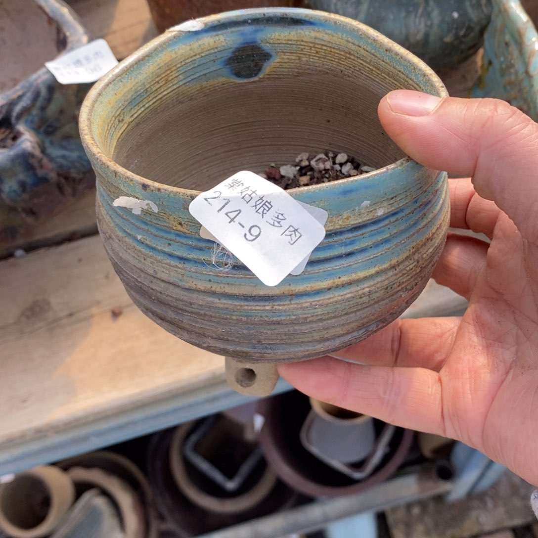 红陶落*9号多肉盆一个呀