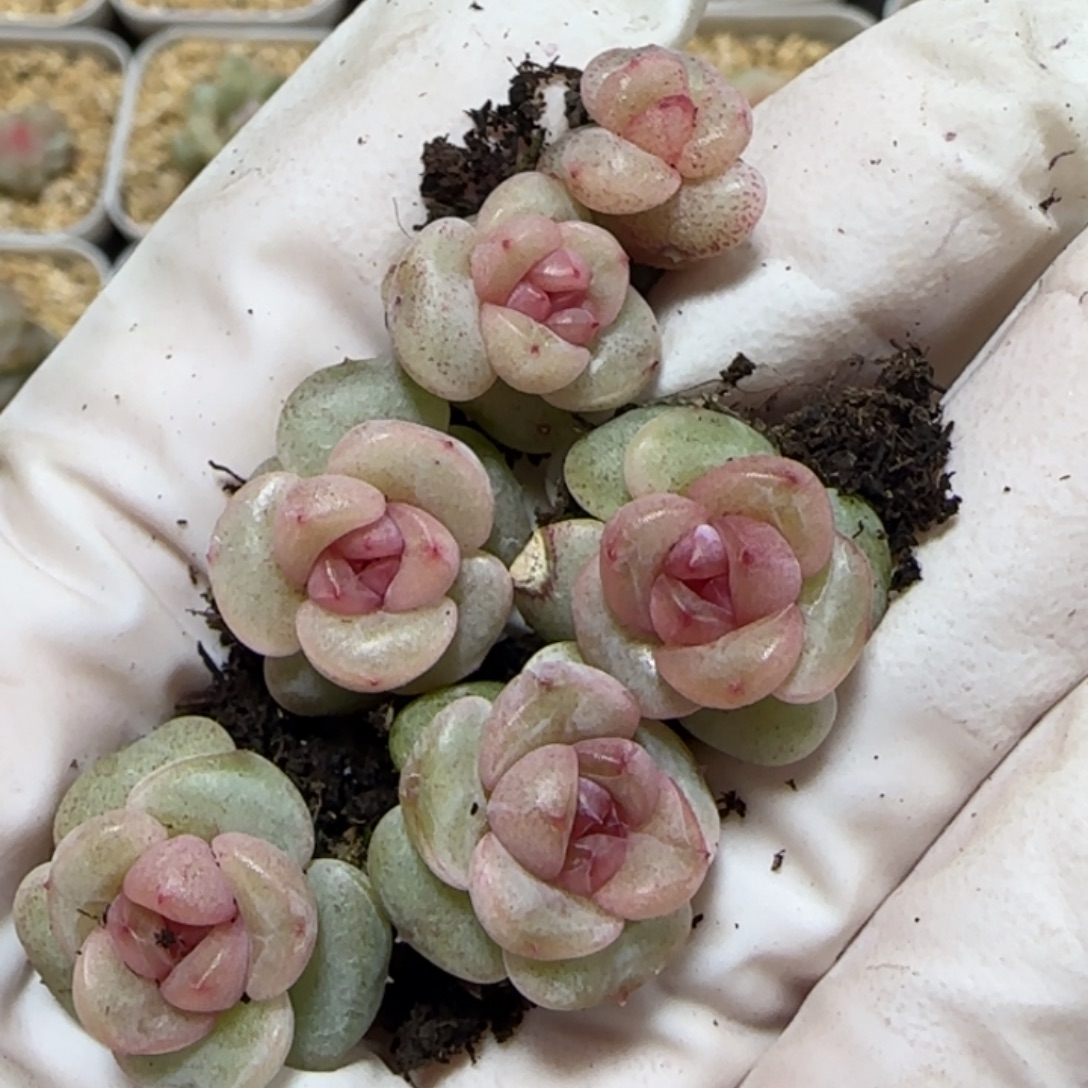 352号T165珍妮一盒