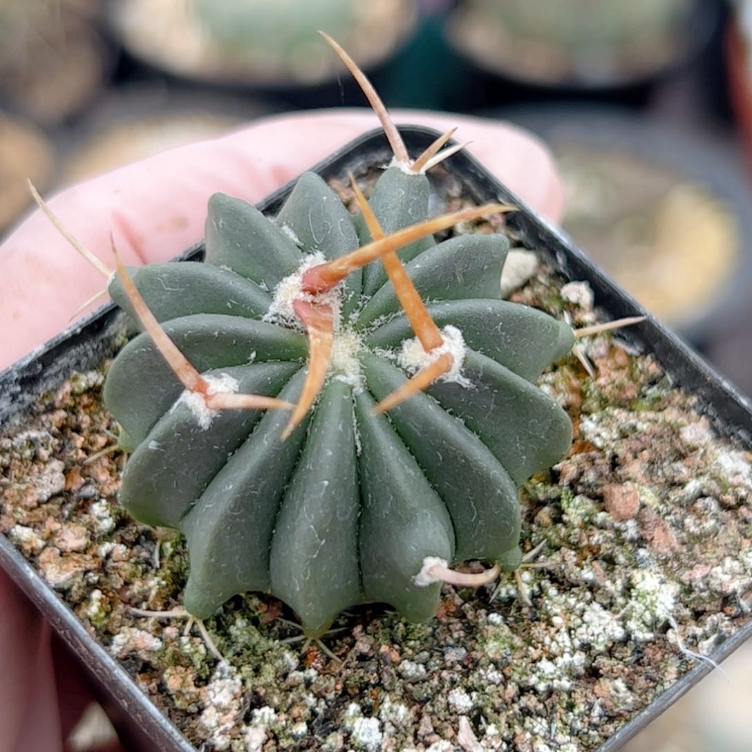 实生 剑龙丸仙人球