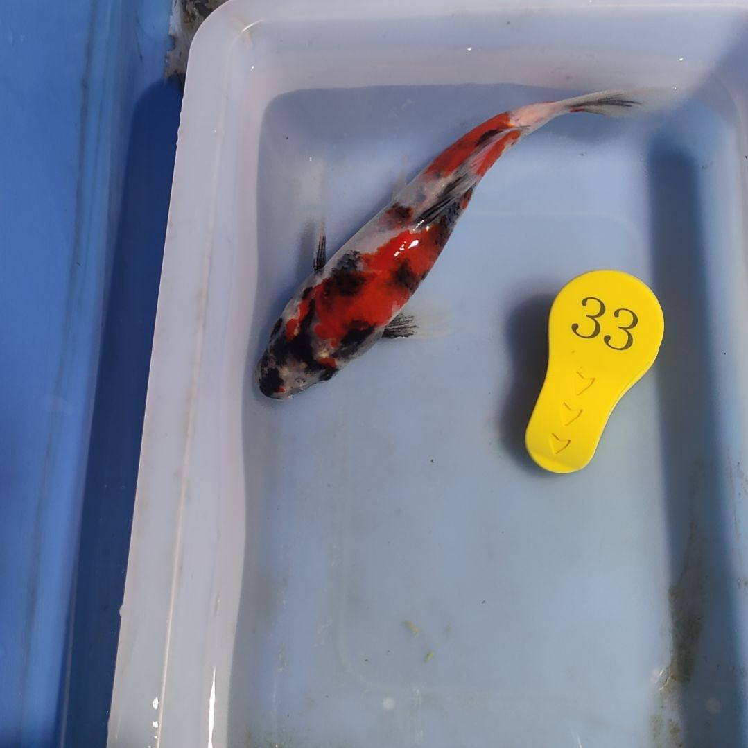 海水鱼红白大正昭和菲血白写