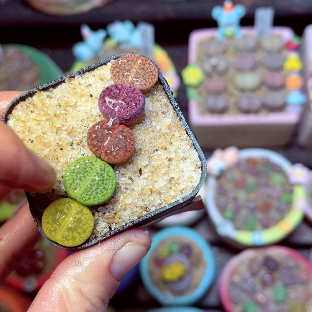 327生石花带盆发1